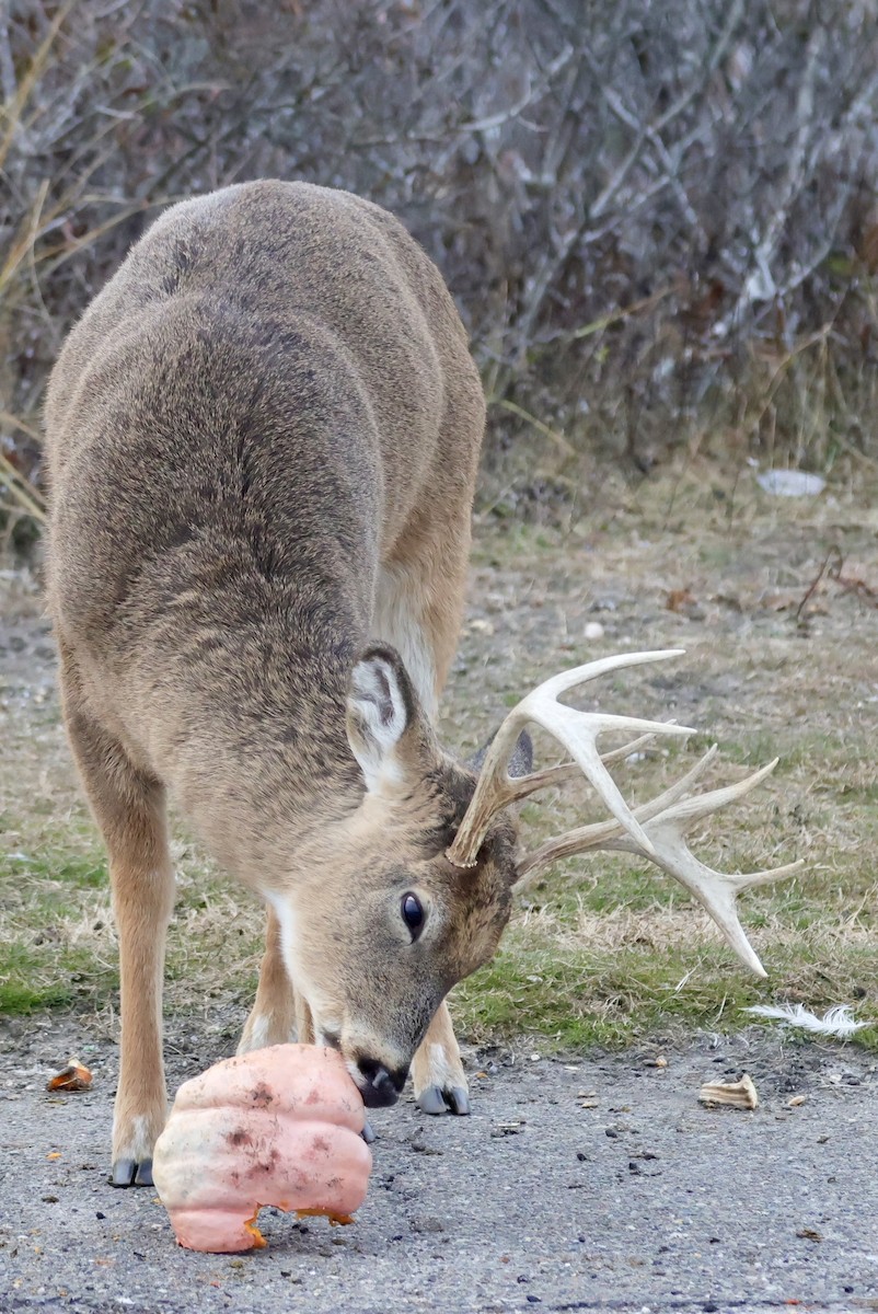 Animals - ML646559244