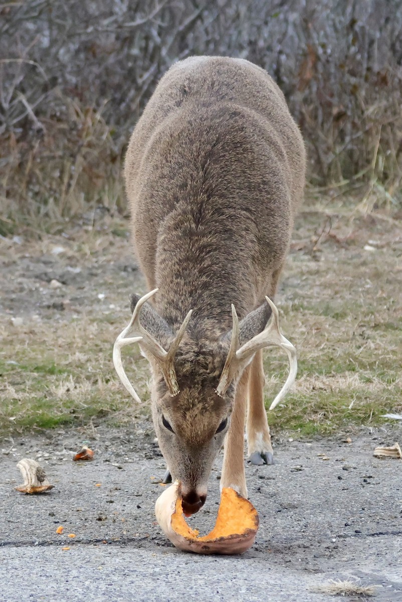 Animals - ML646559245