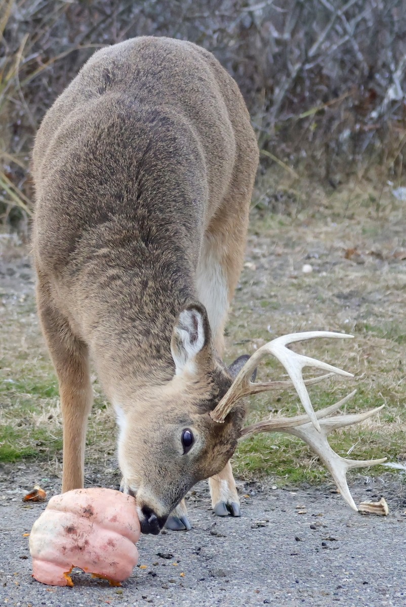 Animals - ML646559246