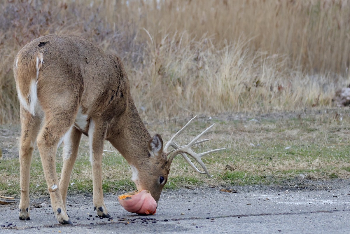 Animals - ML646559247