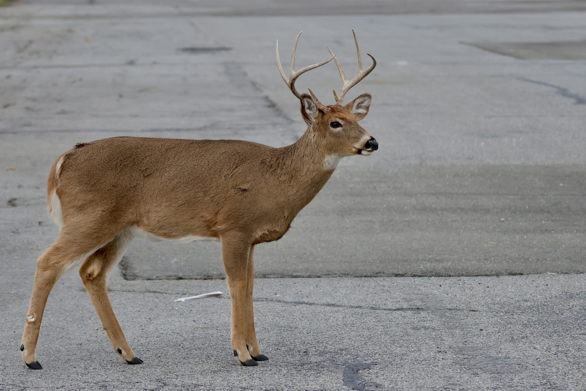 Animals - ML646559248