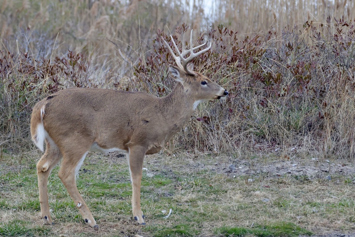 Animals - ML646559249