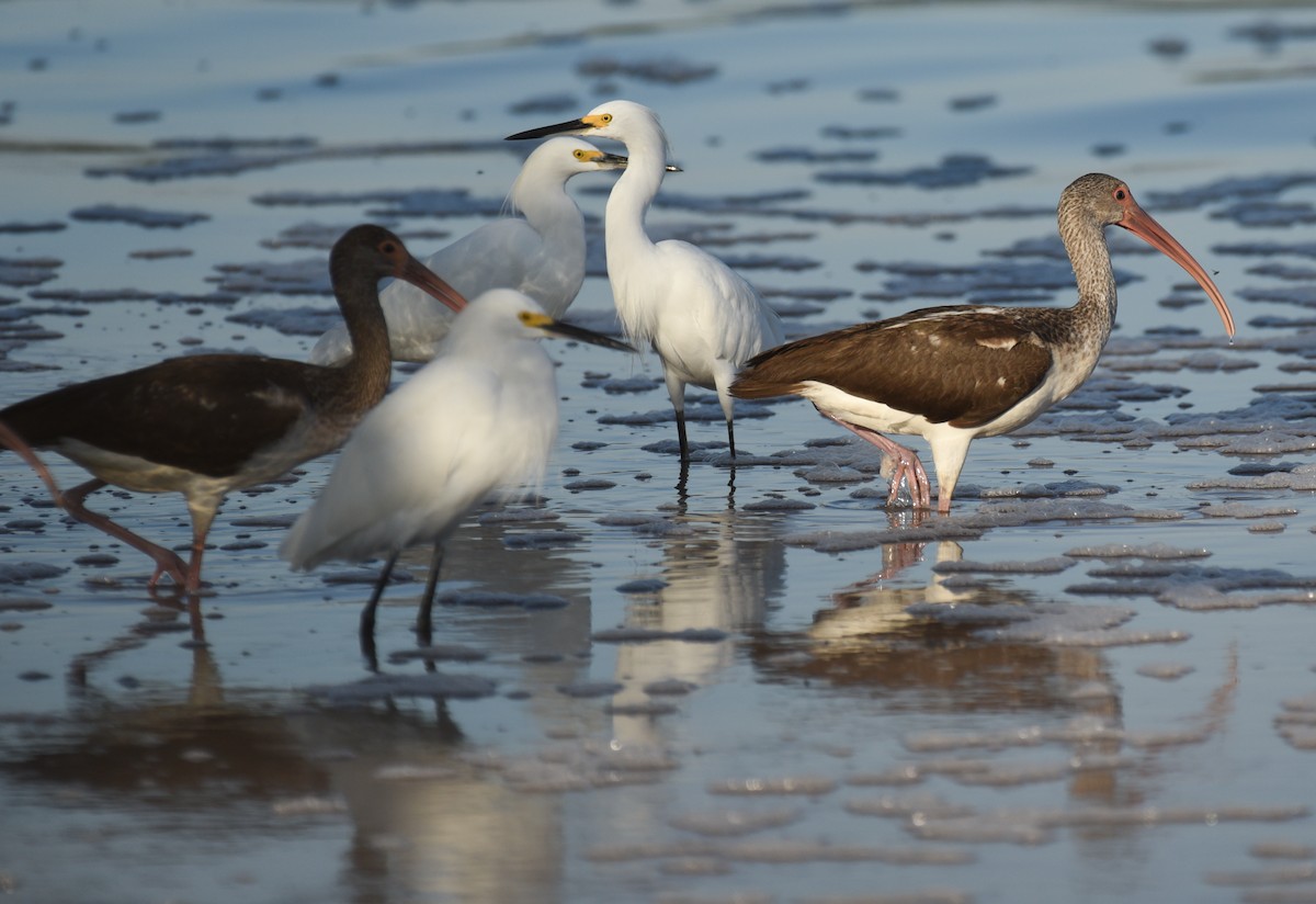 Corocoro Blanco - ML646559252