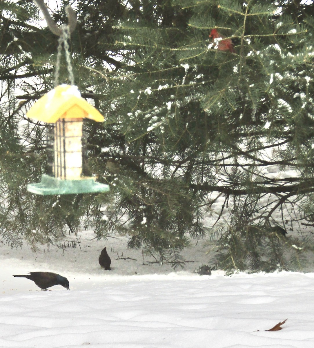 Purpurgrackel - ML646559259