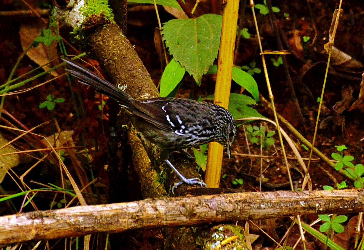 Dusky-tailed Antbird - ML646559260