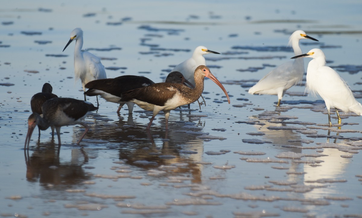 Corocoro Blanco - ML646559261