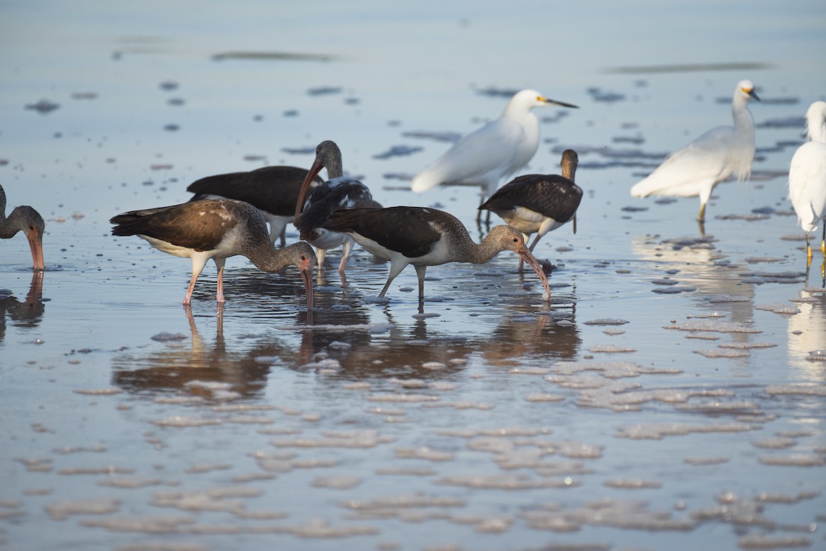 Corocoro Blanco - ML646559262