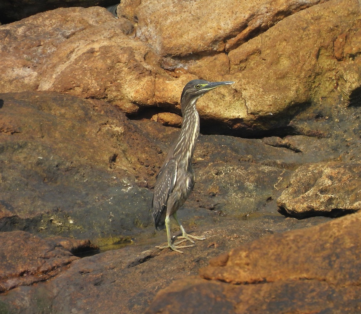 ササゴイ - ML646559263