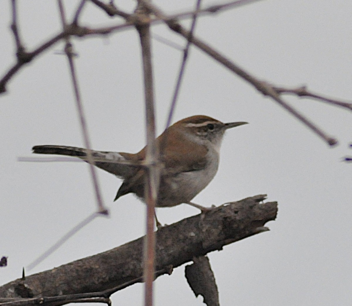 シロハラミソサザイ - ML646559264