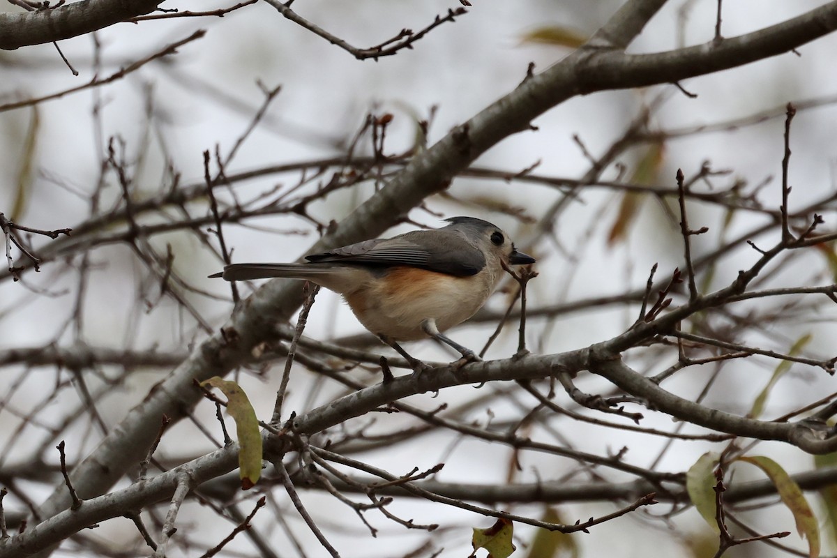 Американская гренадерка - ML646559268