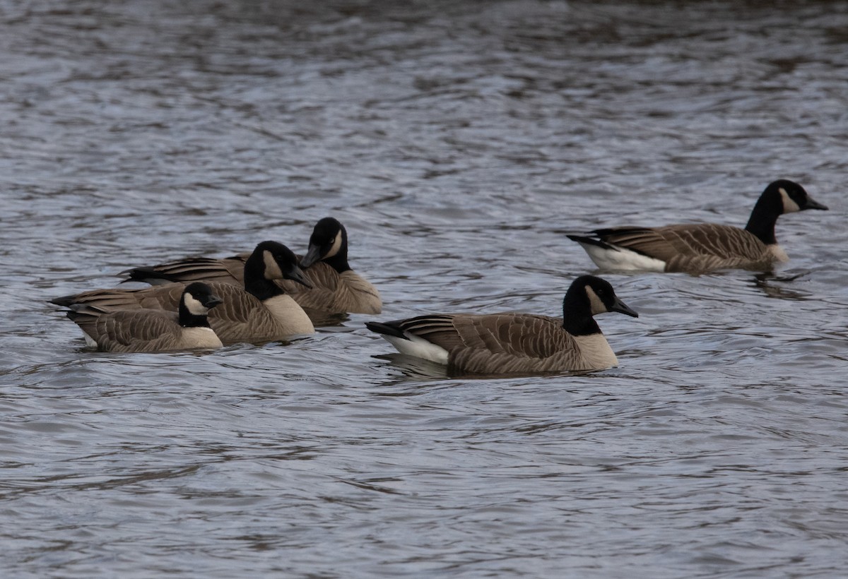 berneška malá (ssp. hutchinsii) - ML646559270