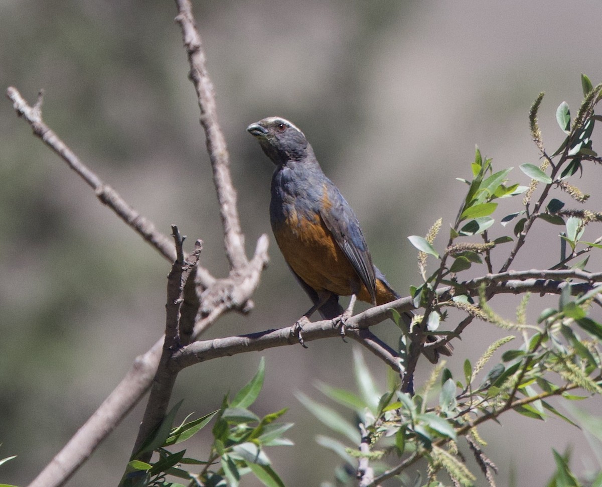 Rufous-bellied Mountain Tanager - ML646559272