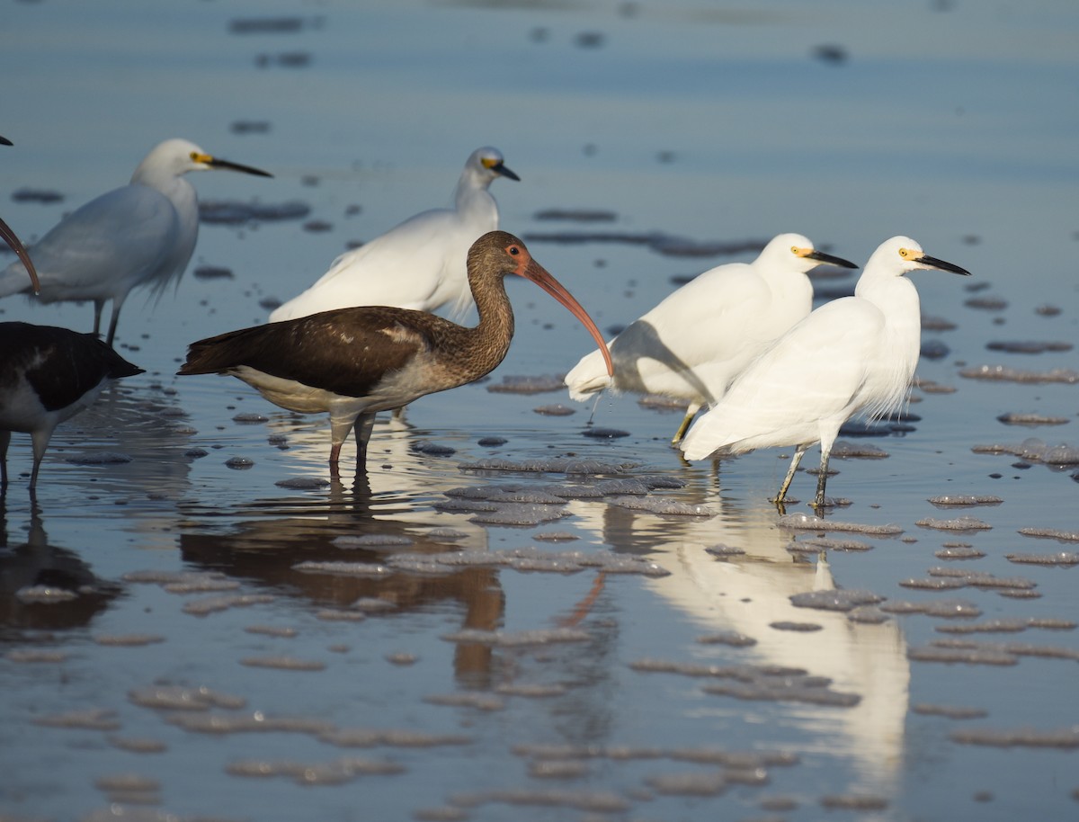 Corocoro Blanco - ML646559279