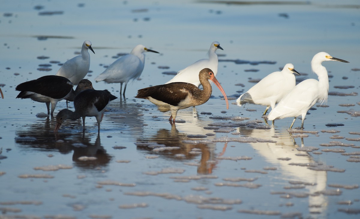 Corocoro Blanco - ML646559281