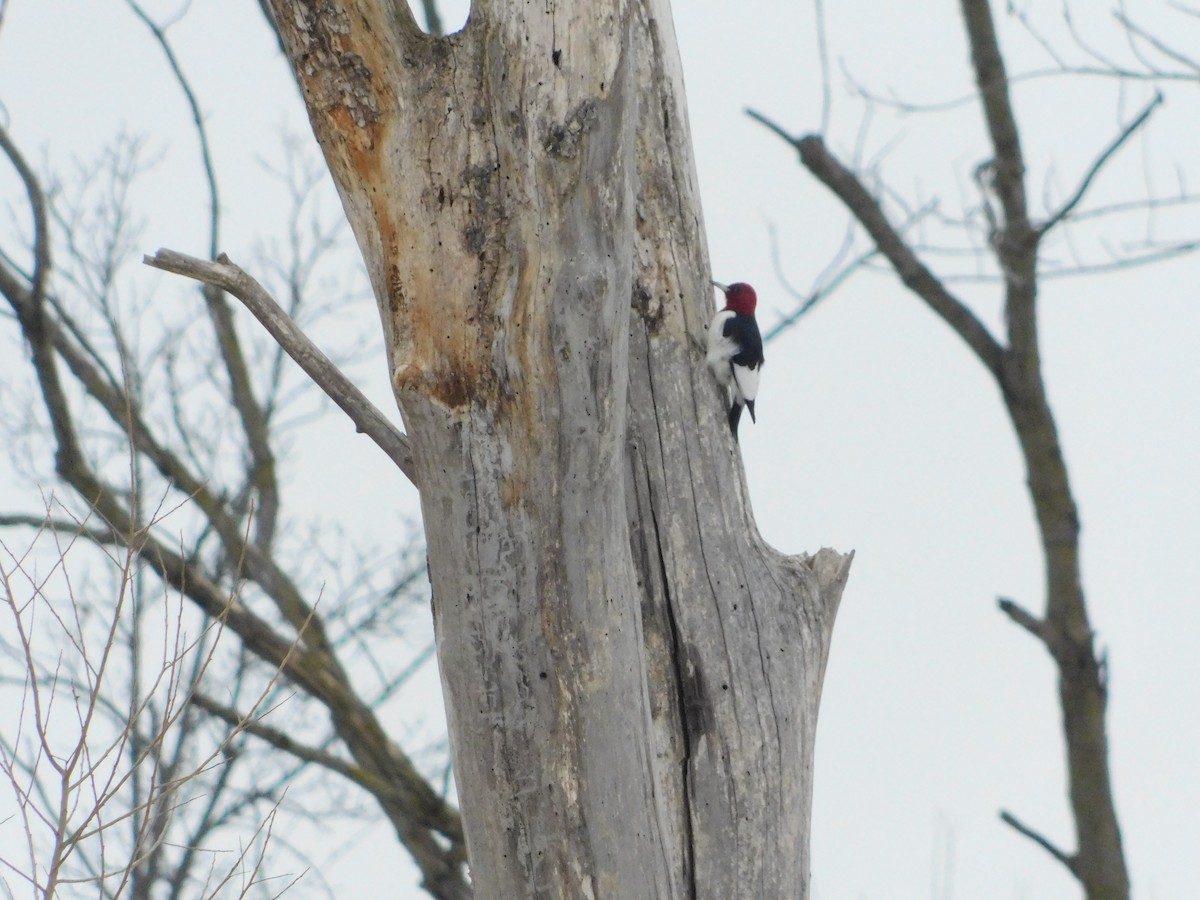 Rotkopfspecht - ML646559282