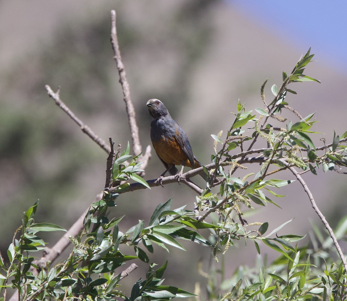 Rufous-bellied Mountain Tanager - ML646559283