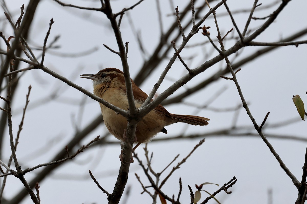 Carolina Wren - ML646559285