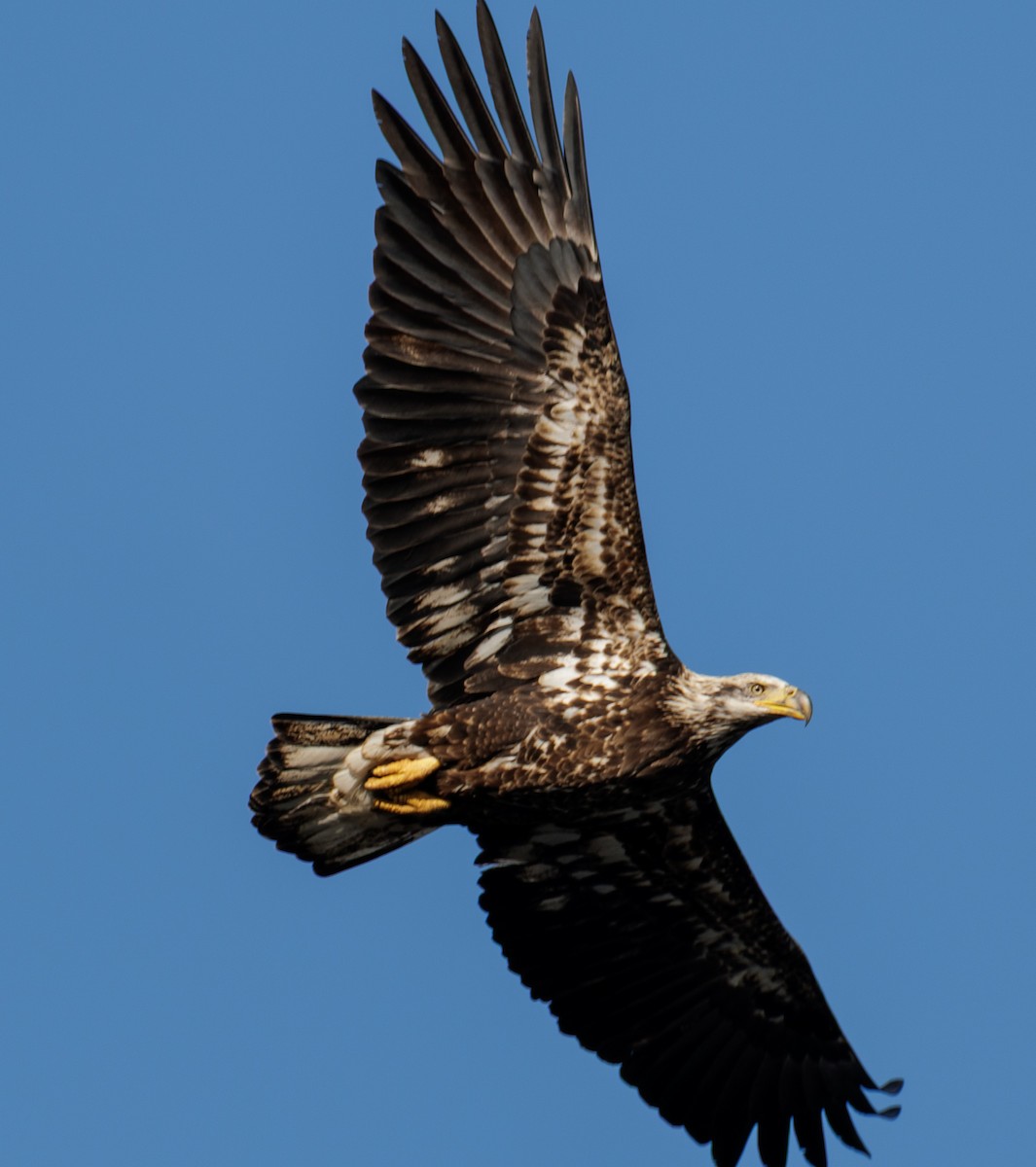 orel bělohlavý - ML646559286