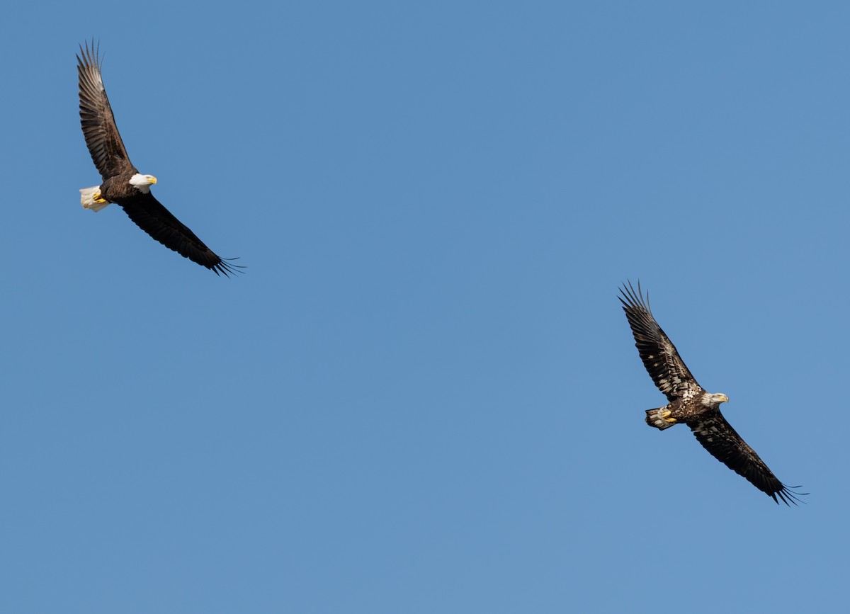 orel bělohlavý - ML646559287