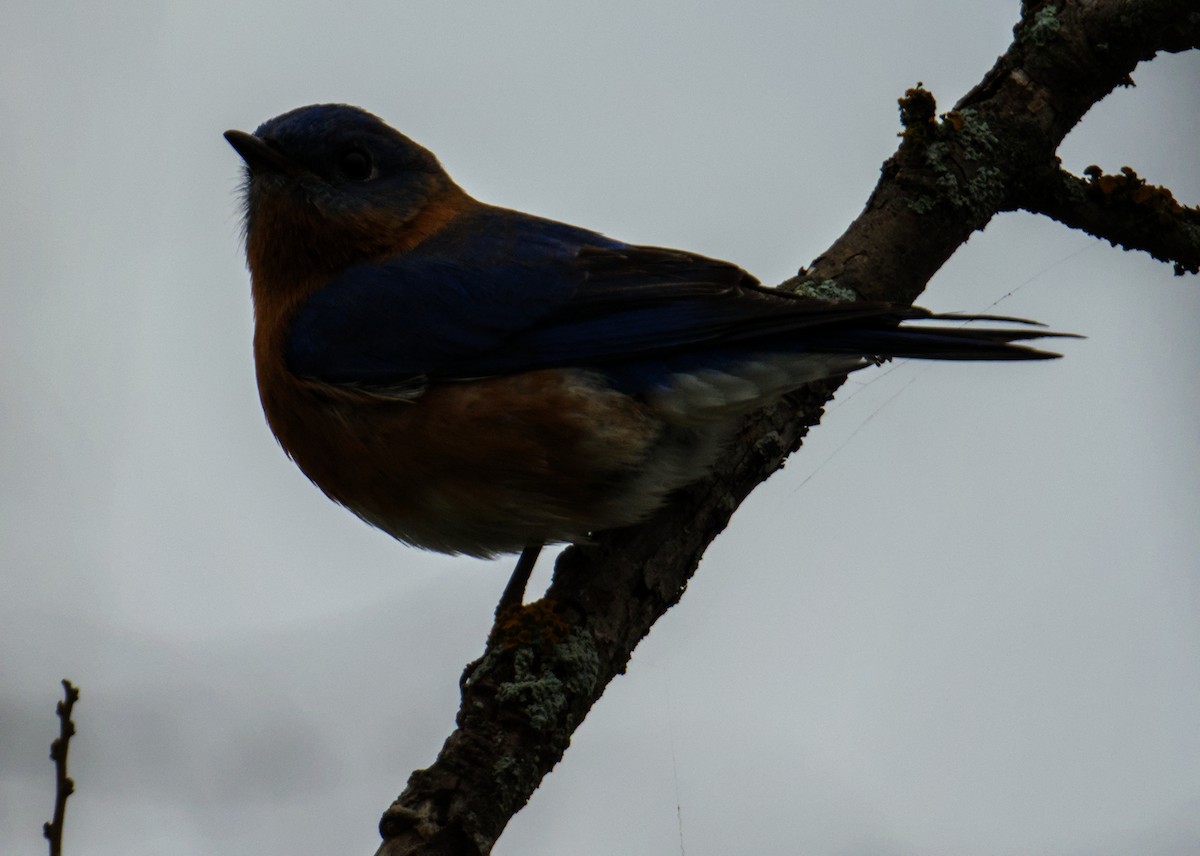 Eastern Bluebird - ML646559294