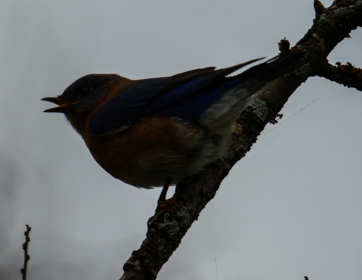 Eastern Bluebird - ML646559295