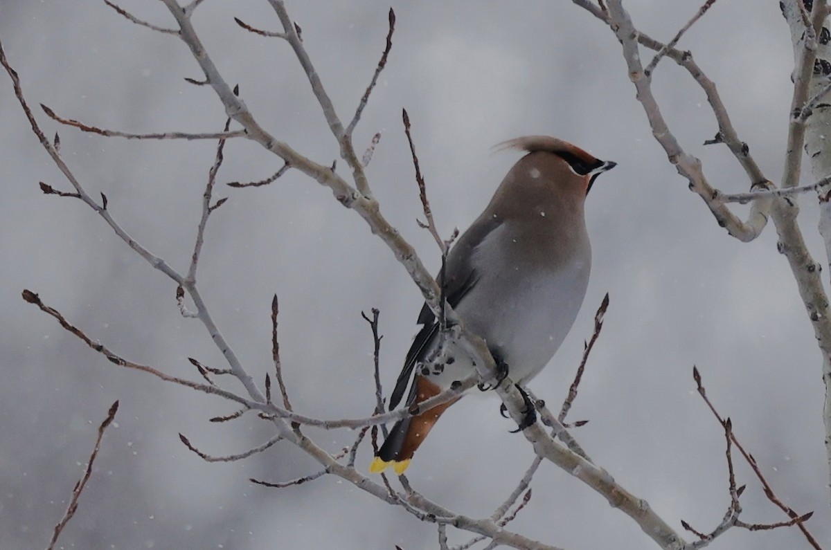 Bohemian Waxwing - ML646559296