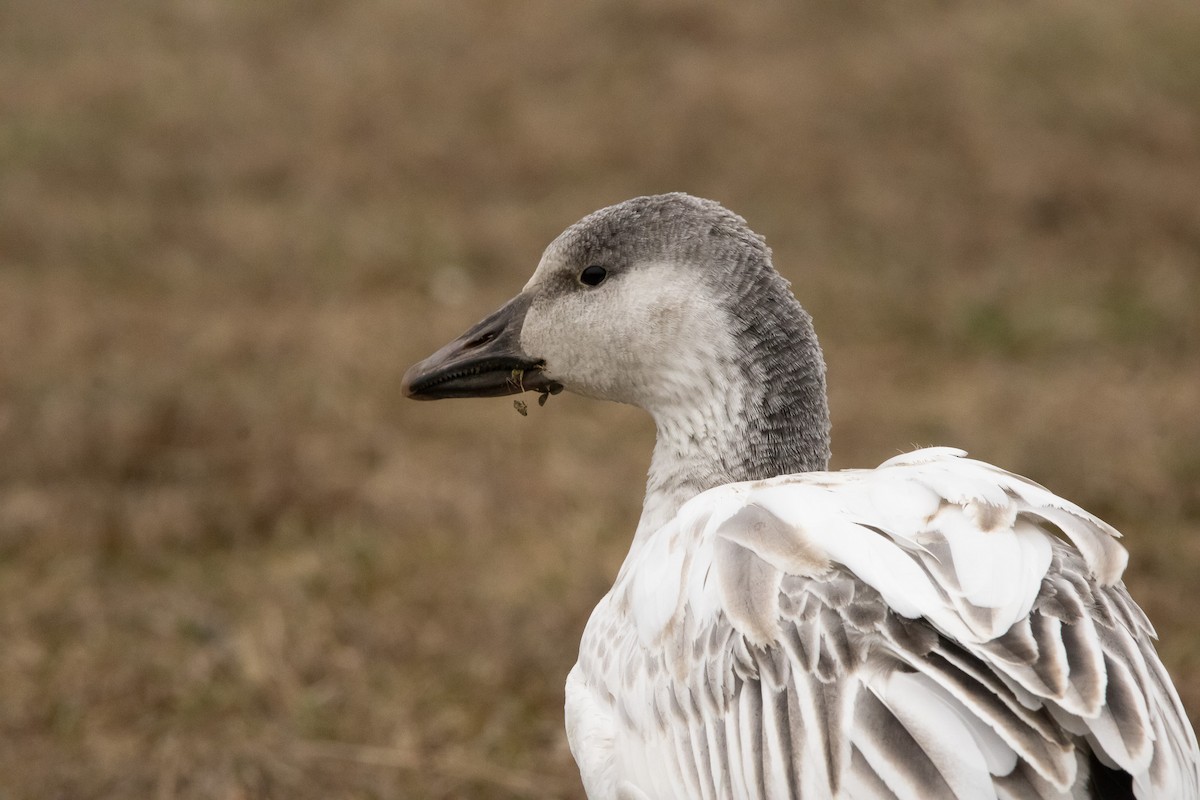 Цасны галуу - ML646559298