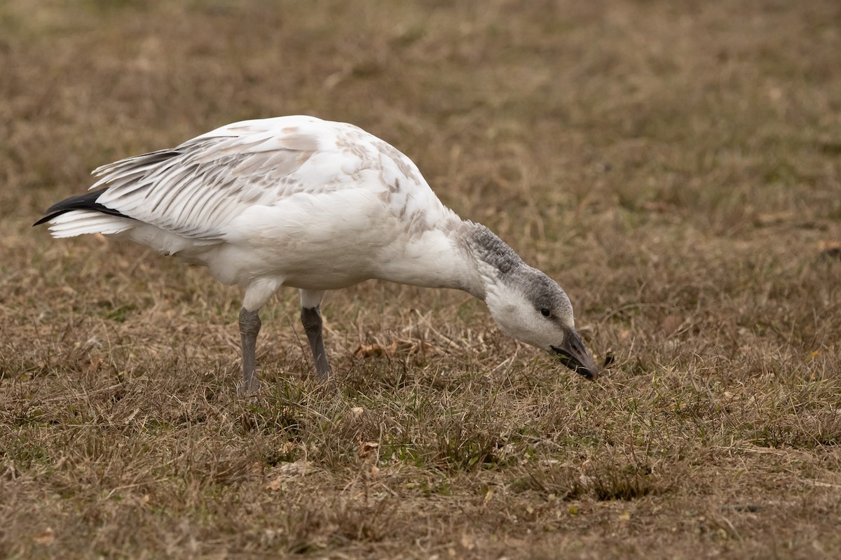 Цасны галуу - ML646559299