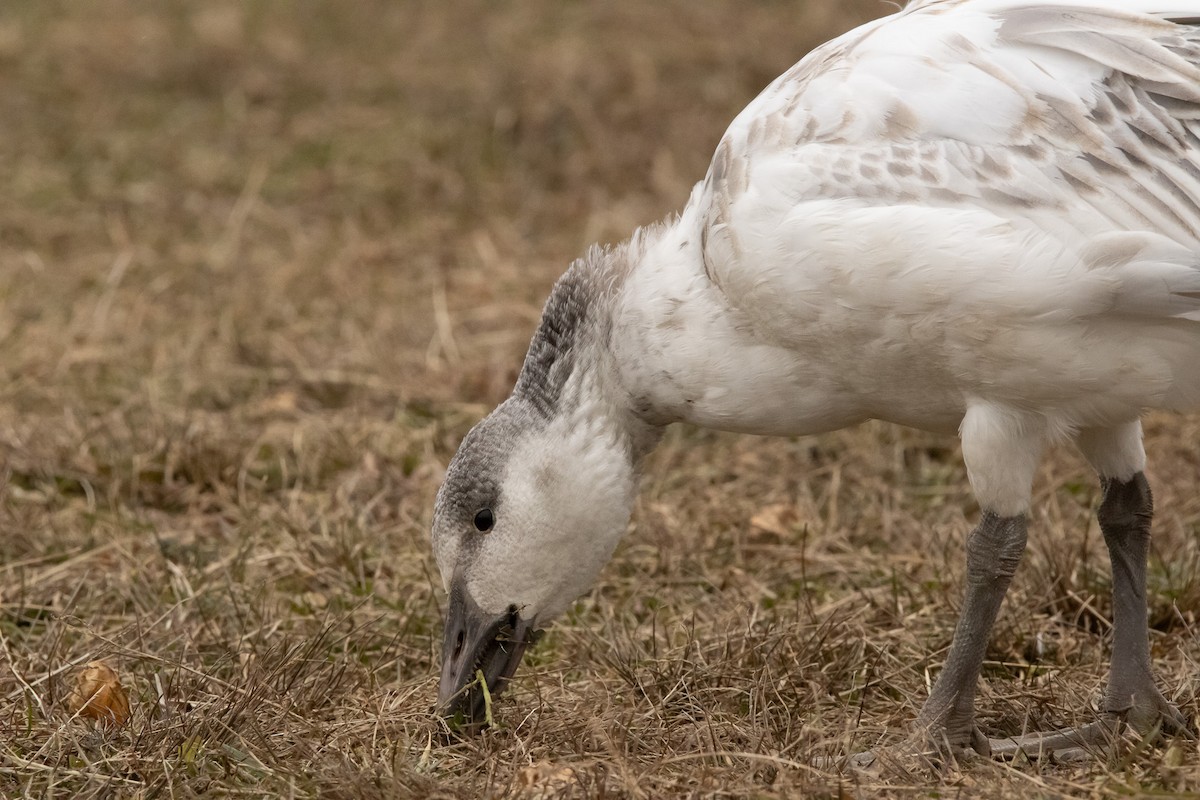 Цасны галуу - ML646559300