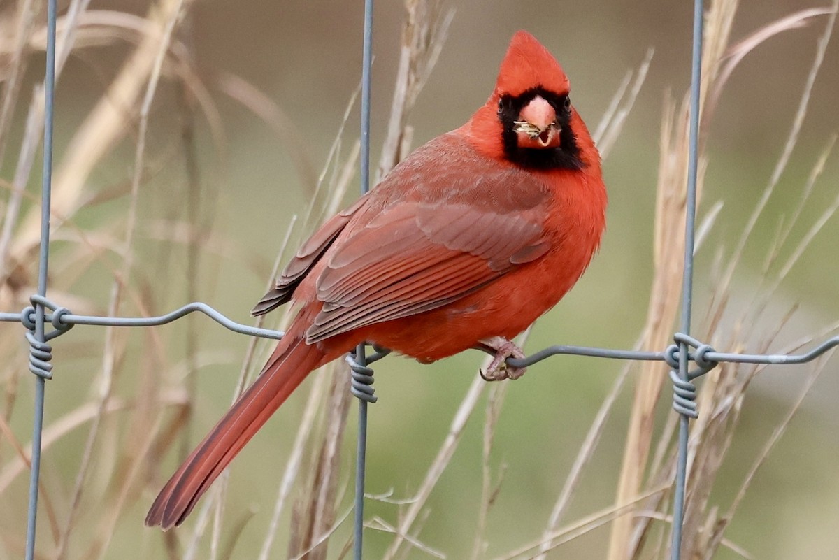 Northern Cardinal - ML646559303