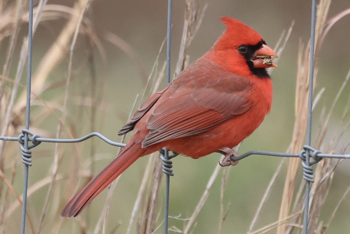 Northern Cardinal - ML646559304