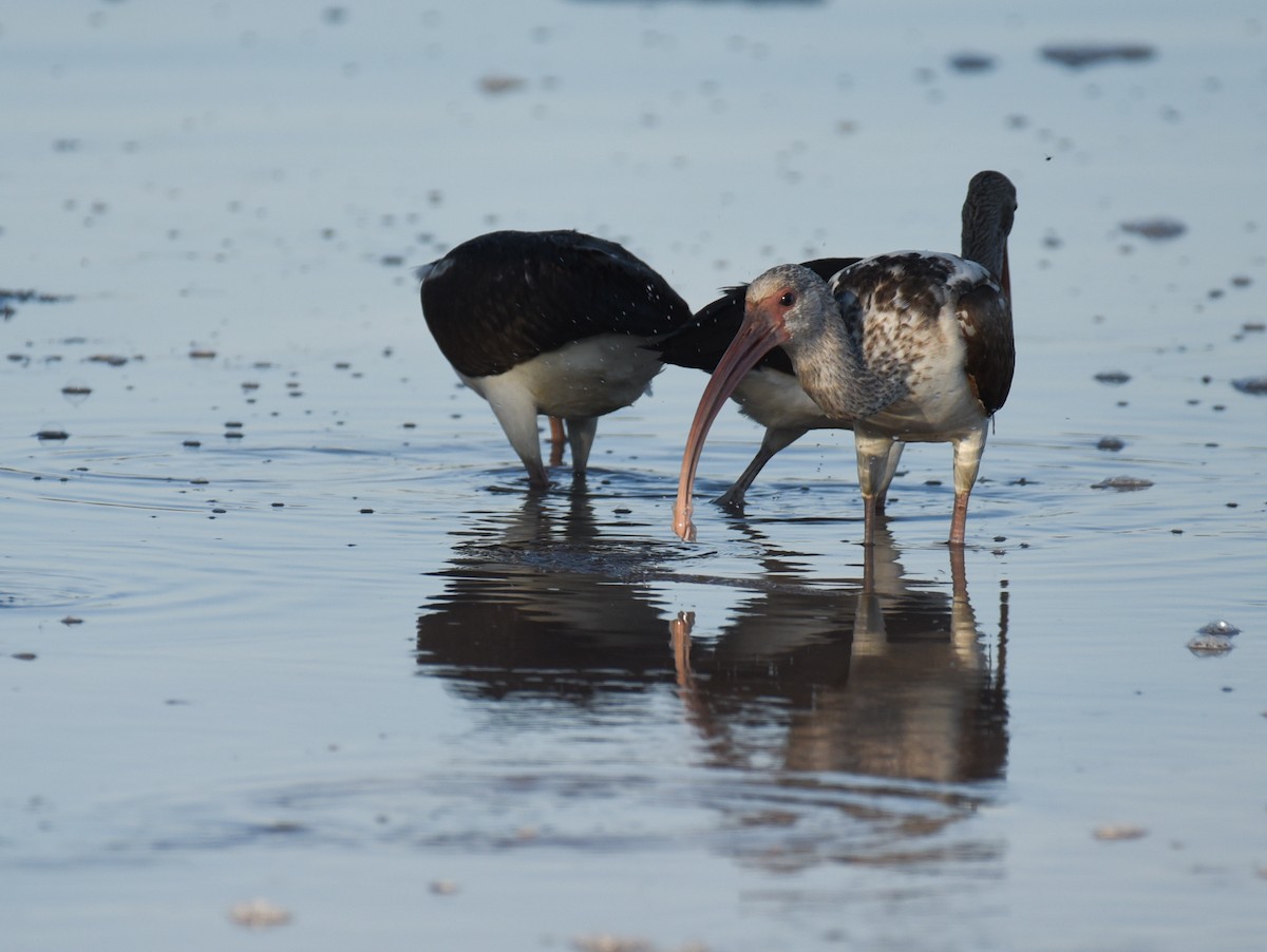 Corocoro Blanco - ML646559306