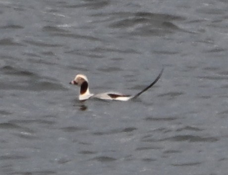 Long-tailed Duck - ML646559307