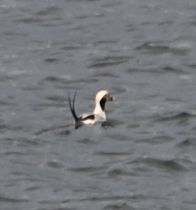 Long-tailed Duck - ML646559308