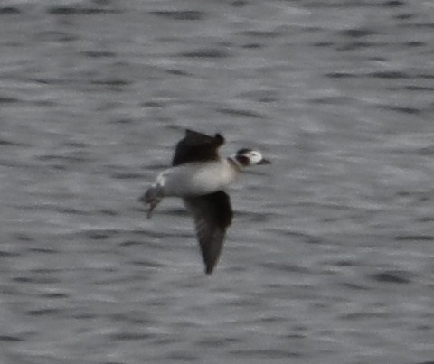 Long-tailed Duck - ML646559309