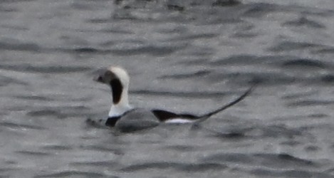 Long-tailed Duck - ML646559310