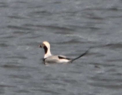 Long-tailed Duck - ML646559311