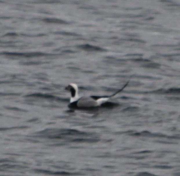 Long-tailed Duck - ML646559312