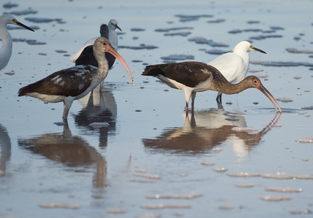 Corocoro Blanco - ML646559313