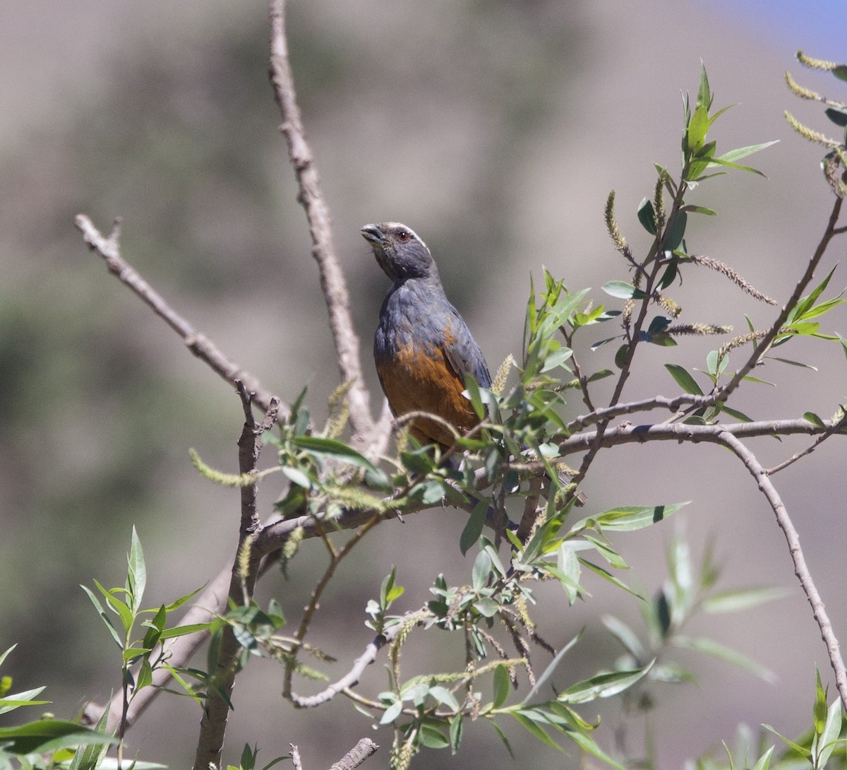 Rufous-bellied Mountain Tanager - ML646559316