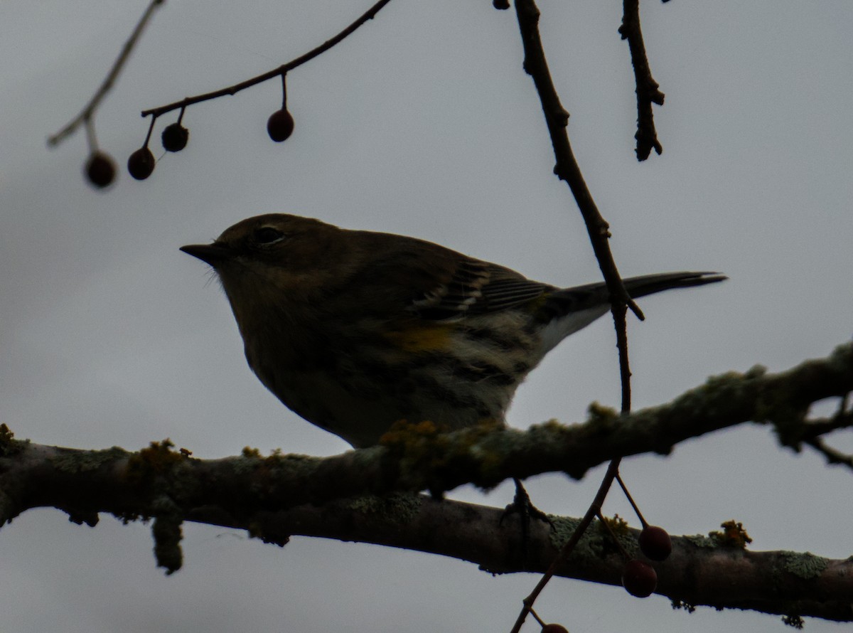 Yellow-rumped Warbler - ML646559317