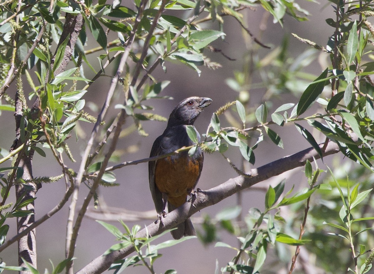 Rufous-bellied Mountain Tanager - ML646559319