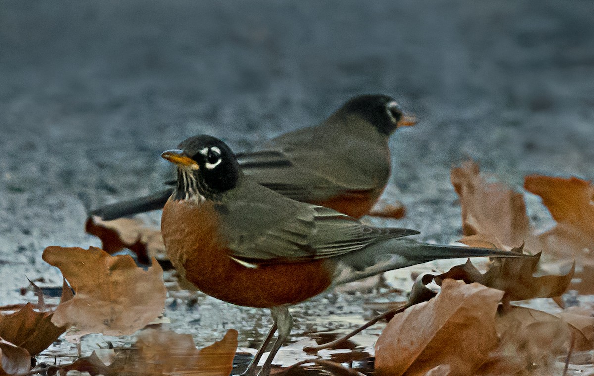 Странствующий дрозд - ML646559320