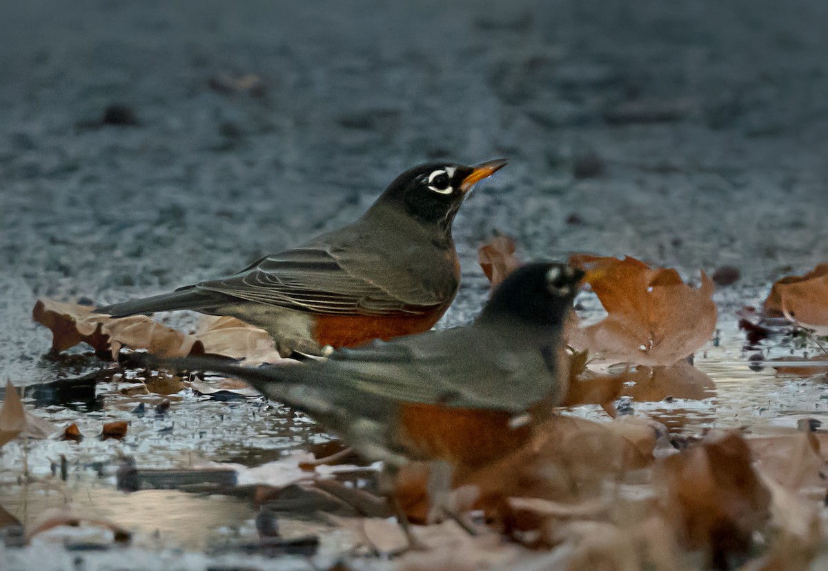 Странствующий дрозд - ML646559321