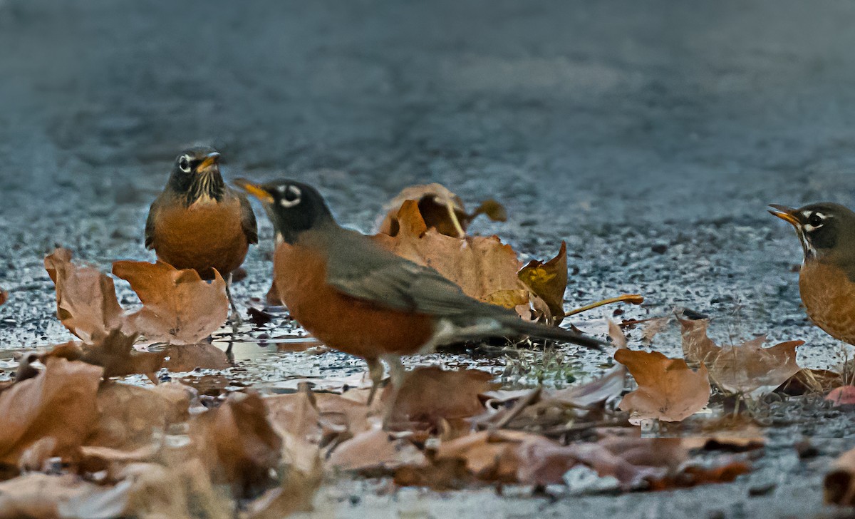 Странствующий дрозд - ML646559322