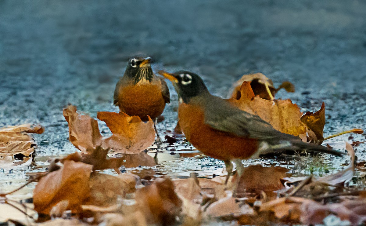 Странствующий дрозд - ML646559323