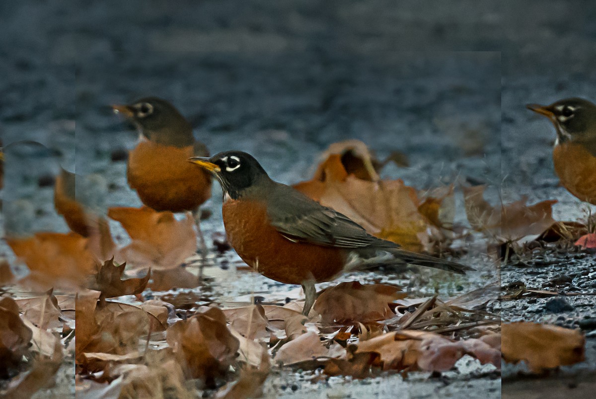 Странствующий дрозд - ML646559324