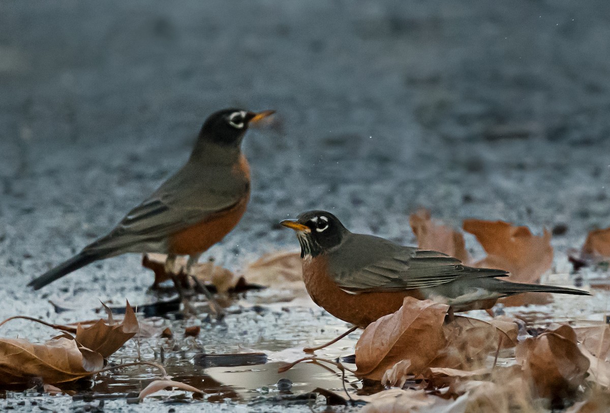 Странствующий дрозд - ML646559325