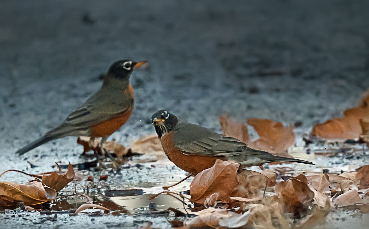 Странствующий дрозд - ML646559326