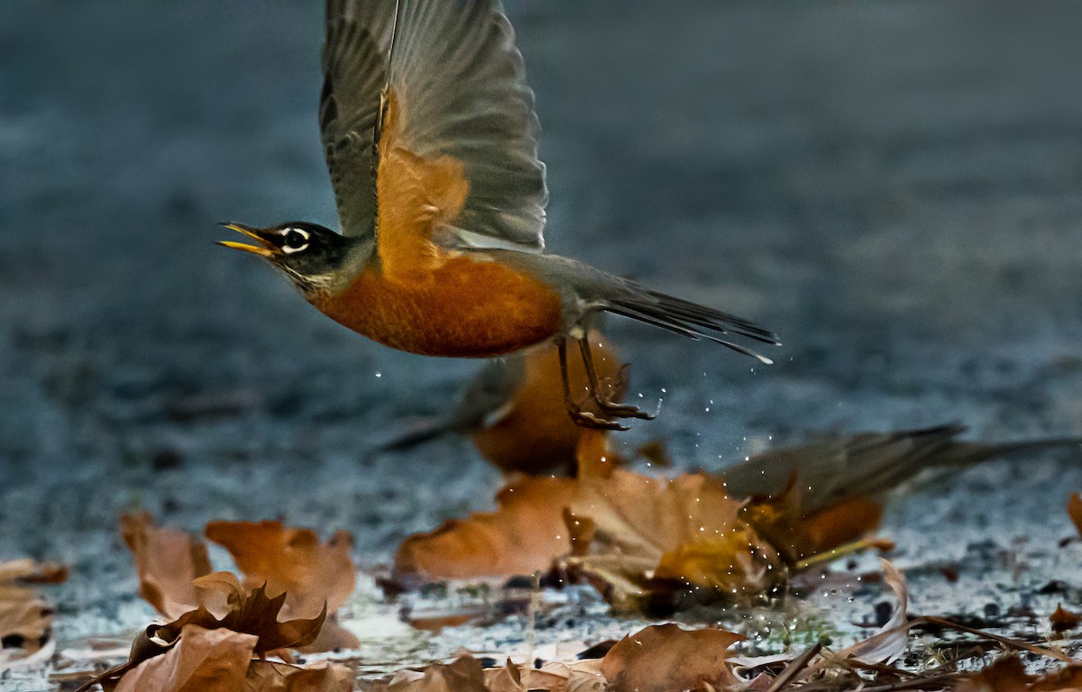 Странствующий дрозд - ML646559328